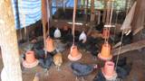 Chicken Raising in Luang Namtha