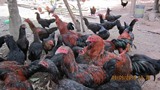 Chicken Raisning for Demonstration in Nam Haad subproject