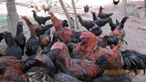 Chicken raising in Nam Haad subproject Sept. 2013