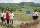 SRI demonstration in WS 2013 at Na Maed village, Nam Beng subproject , Beng district , Oudomxai prov., planted on 27 June 2013 with rice seedling age 13 days ( 9 July 2013 )