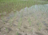 SRI demonstration in WS 2013 at Nawai village, Nam Lan subproject, Bountai district, Phongsaly province, planted on 25 June 2013 with rice seedling age 11 days (15 July 2013)