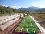 SRI Demonstration in Nam Beng Irrigation subproject (Oudomxay Province)