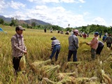 SRI Demonstration in Nam Bieng and Nam Mao Irrigation subproject (Oudomxay Province)
