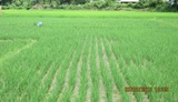 SRI demo plots in WS 2013, Nam Haad subproject, September 2013