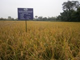 Nam Dai (V)(VI) Irrigation subproject