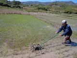 SRI Demonstration in Nam Beng Irrigation subproject (Oudomxay Province)
