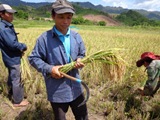 SRI Demonstration in Nam Bieng and Nam Mao Irrigation subproject (Oudomxay Province)